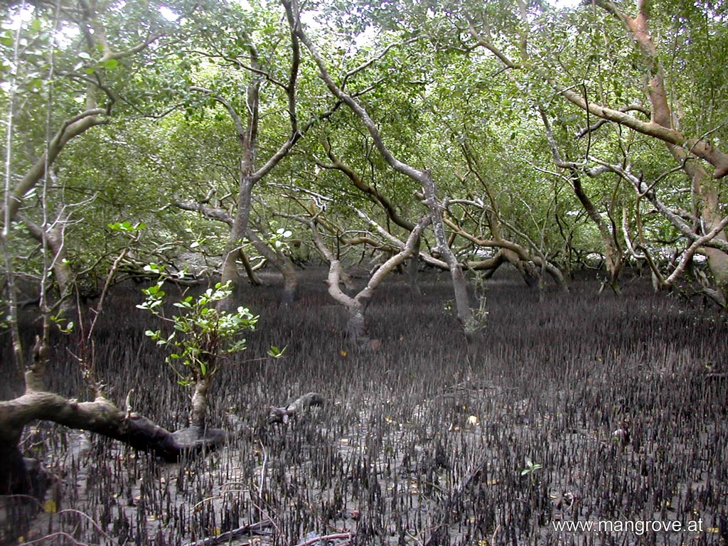 basin mangrove community